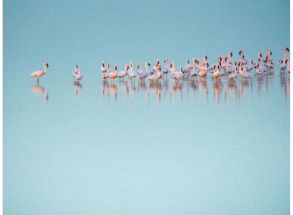 Be a flamingo in a flock of ordinary birds