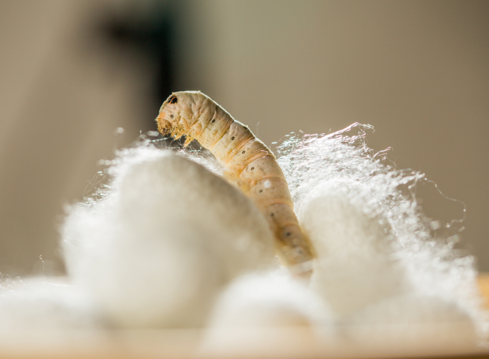How Is Silk Made? From Cocoon To Final Product