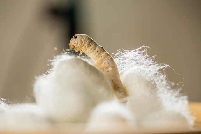 How Is Silk Made? From Cocoon To Final Product
