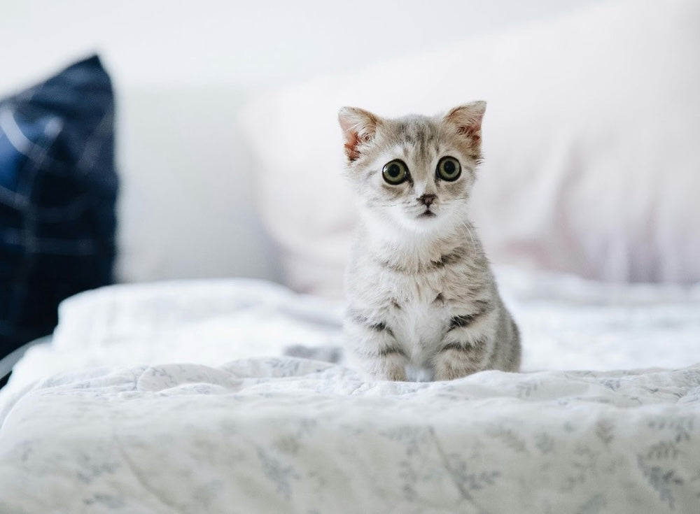 3 Best Sheets to Reduce Pet Hair: Cost, Materials & Reviews