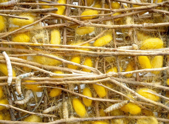 What Is Ahimsa (Peace) Silk? Ethical Production Explained