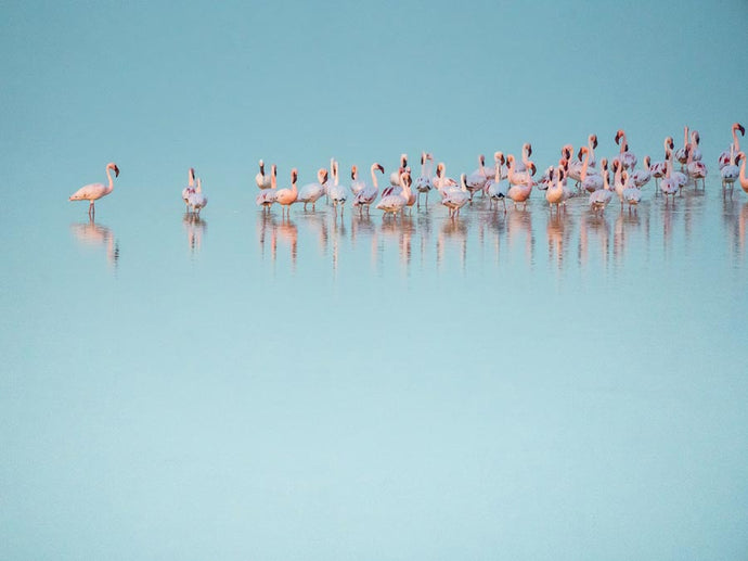 Be a flamingo in a flock of ordinary birds